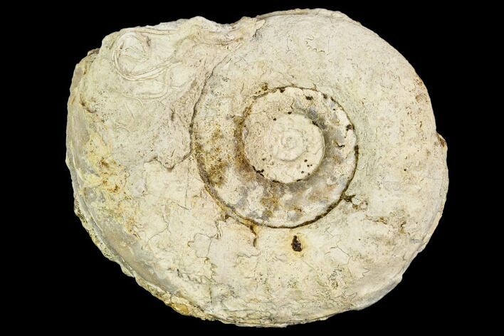 Fossil Ammonite (Hildoceras)- England #110798